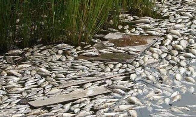 массовая гибель рыбы