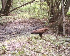 Тварини Чорнобильської зони відчуження, фото Сергія Гащака