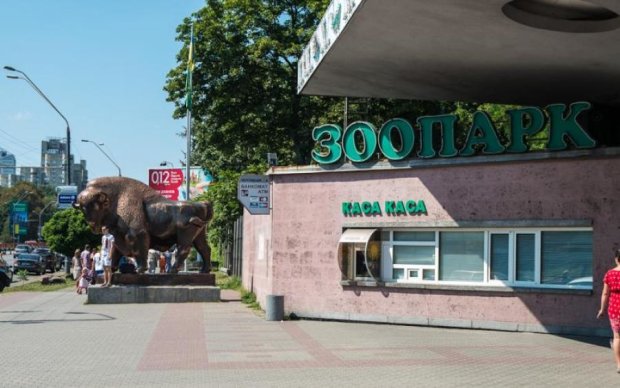Что за зверь? В Киевском зоопарке родилось лающее копытное: видео