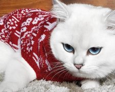 Кіт з очима неземної краси став героєм мережі