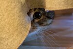 Тривога у котів