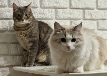 Котики, фото: Знай.ua