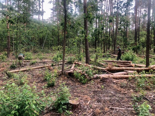 незаконна вирубка дерев на Коростенщині