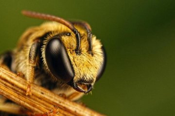 Ці комахи тероризують цілу державу