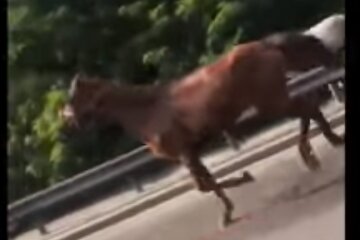 Скрин, видео YouTube