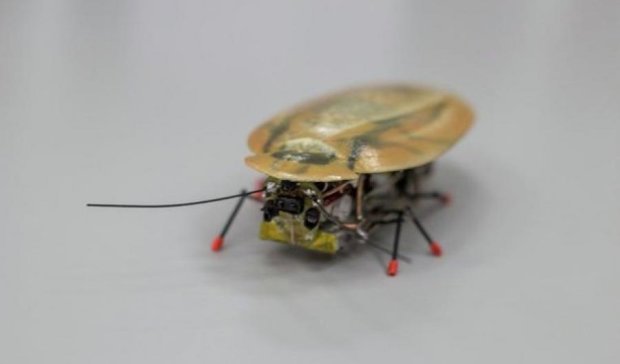 В России создали робота в виде "таракана-разведчика" (фото)