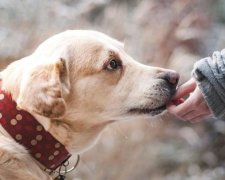 Фотограф оригинально решает проблему бездомных животных