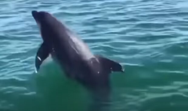Дельфин, фото: youtube