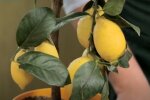 Українець виростив гігантські лимони на підвіконні - поливає і порошинки здуває
