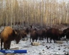 Канадские бизоны могут понимать украинский
