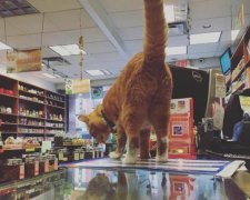 Киянам продають цукор з "котячою добавкою": відео