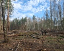 незаконна вирубка дерев