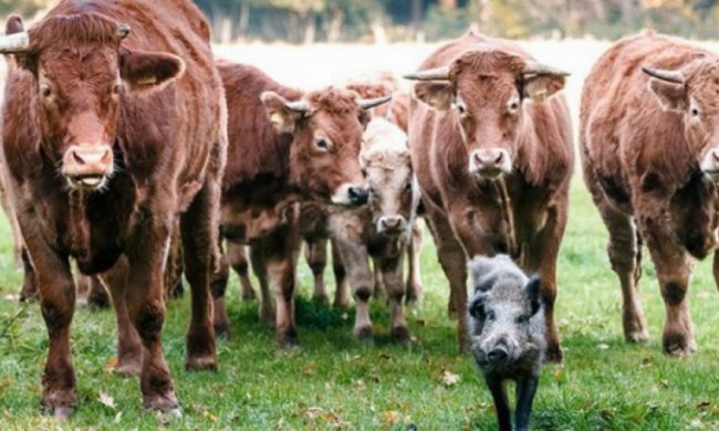 Коровы спрятали дикого кабана от охотника (фото) 