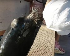 Морський лев переплутав дитину з рибою
