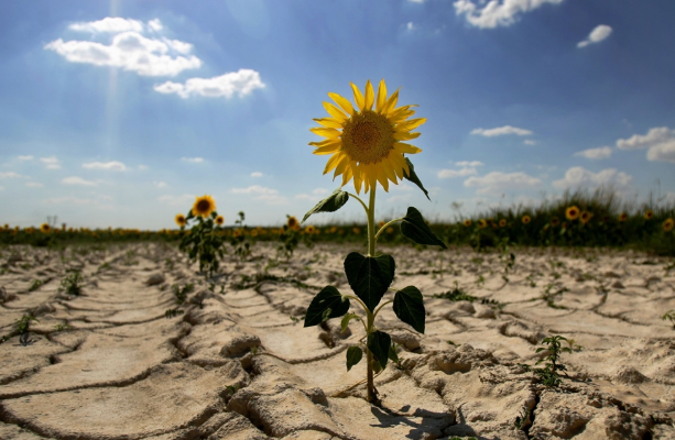 Засуха в Украине, фото: Ukrainianwall.com