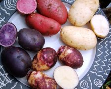 Українці вивели унікальну різнокольорову картоплю