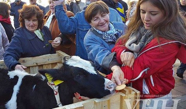 Демонстранты привели теленка под стены Верховной Рады (фото)
