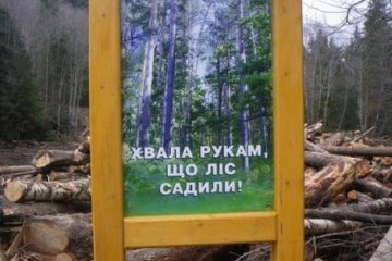 Безцінні ліси Карпат вирубують на дрова (фото)