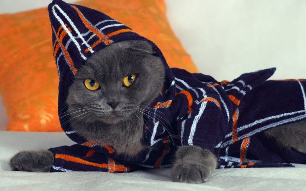 кот в пижаме