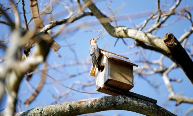Затемнення здатне змінити поведінку тварин