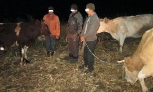 На Луганщине задержали коровьих контрабандистов