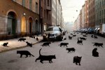 Черные коты, фото - uCrazy