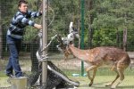 Порятунок рядового Тузика: як працює МНС для тварин