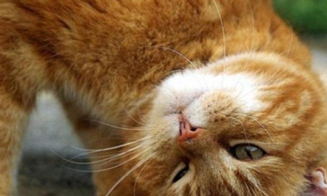 Кіт завадив дівчині стати "зіркою" йоги