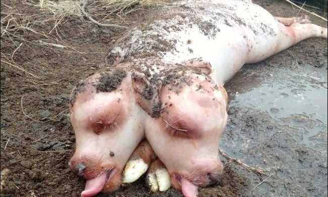 Теленкосвин