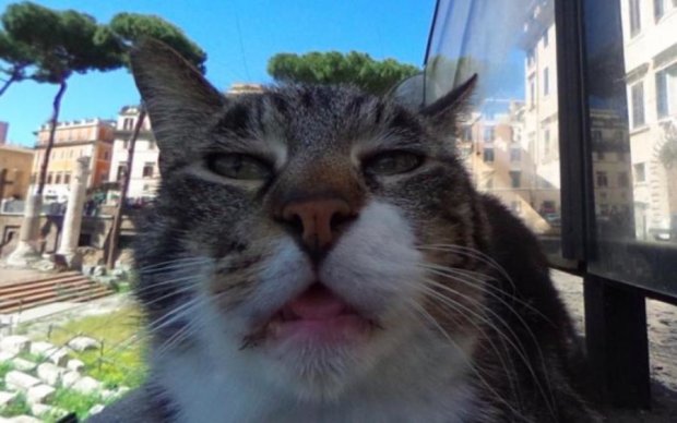 Нелепая морда кота на Google-картах заставила мир биться в конвульсиях: видео 