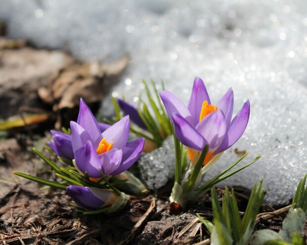 весна фото: pixabay