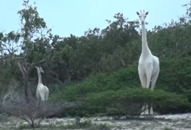 білі жирафи, скрін з відео