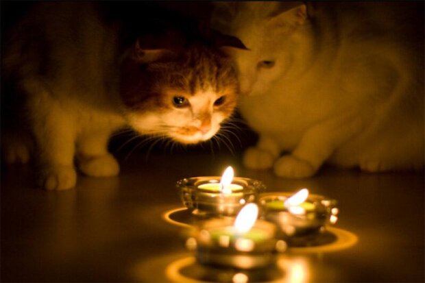 Коты, свечи, отключение света, фото из свободных источников