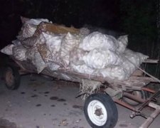 Грабіжники намагалися вивезти 52 мішка радіоактивних яблук з Чорнобиля