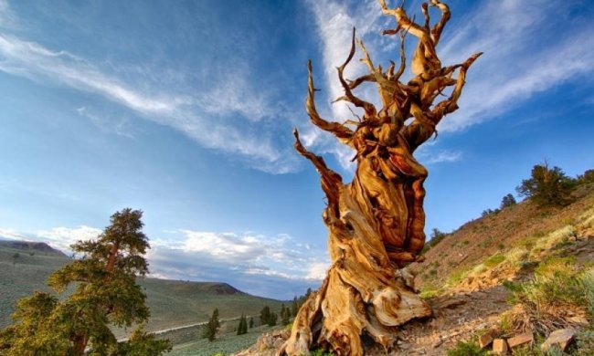 Де ростуть найстаріші дерева світу