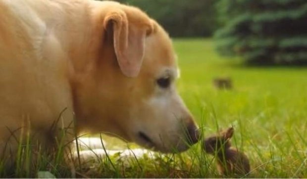 Как боевой кролик атаковал собаку (видео)
