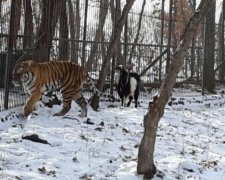 Козел вигнав тигра-товариша з домівки (фото, відео)
