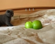 Як кошеня давало відсіч двом яблукам (відео)