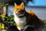 кошка, фото pxhere