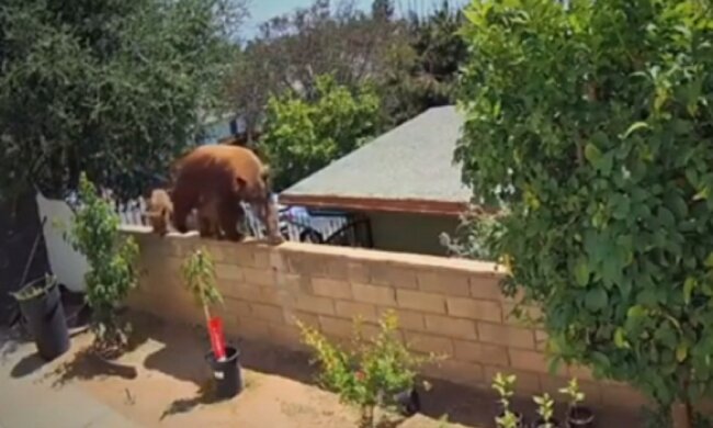 Женщина "скрутила" наглую медведицу голыми руками: чуть не захватила дом