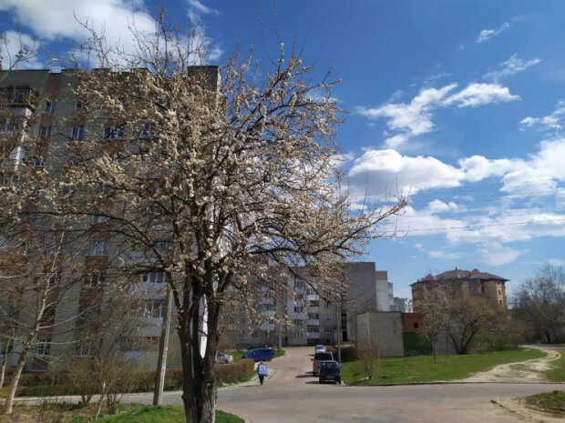 На Львівщині зацвіли дерева, фото Depo.Львів