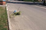 Тернополяни засадили вбиті дороги деревами: "Замість клумб"