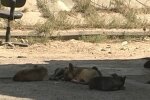 Під Дніпром озвірілі пси ледь не розірвали молоду красуню на шматки: "Це страшно"