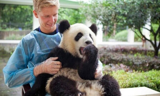В Китае появилась вакансия обнимателя панд с зарплатой в $ 32 тысячи 