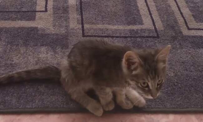 Котик, скриншот: Youtube