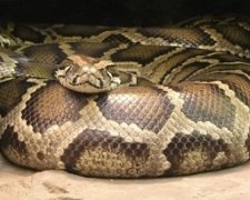 Найдовша змія в світі живе в джунглях Амазонки