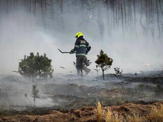 Масштабный лесной пожар в Вышгородском районе