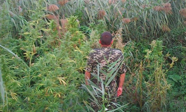 Одесские пограничники на плантации конопли поймали двух мужчин