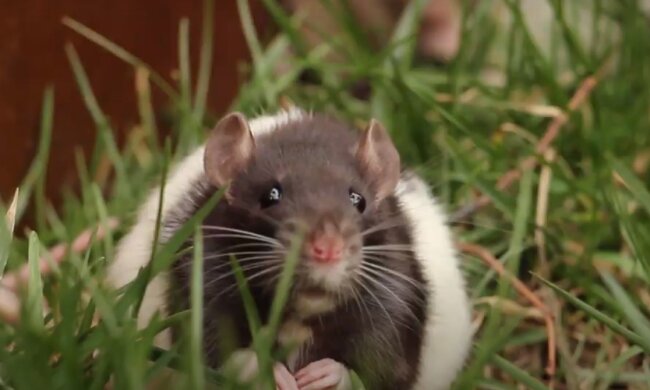 крыса, скриншот из видео