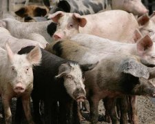 Під Харковом виявили сибірську виразку
